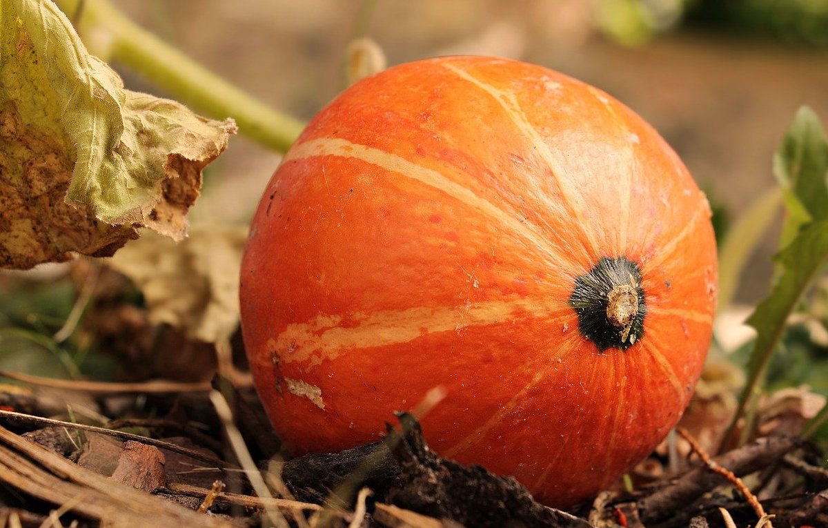 Make Your Own 15-Minute  Pumpkin Face Mask